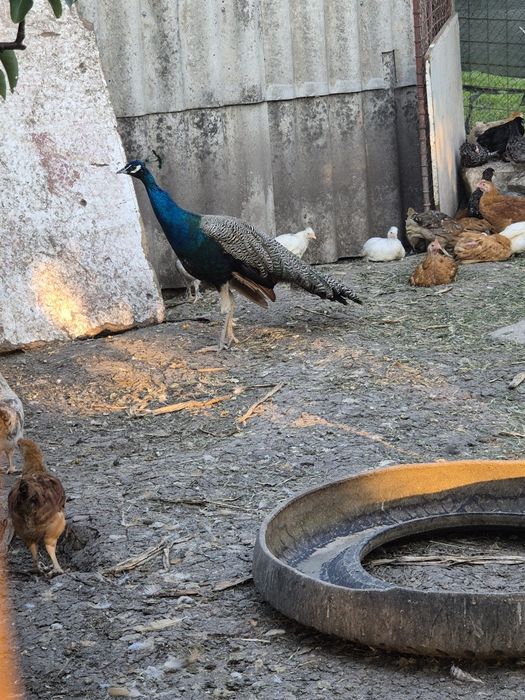 Păun standard de vânzare