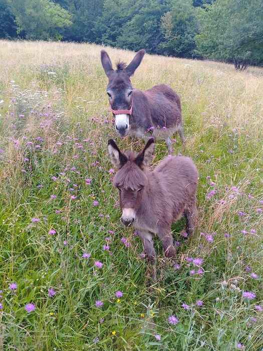 Vând lapte de Măgăriță