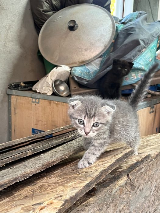 Котята вислоухие ласковые