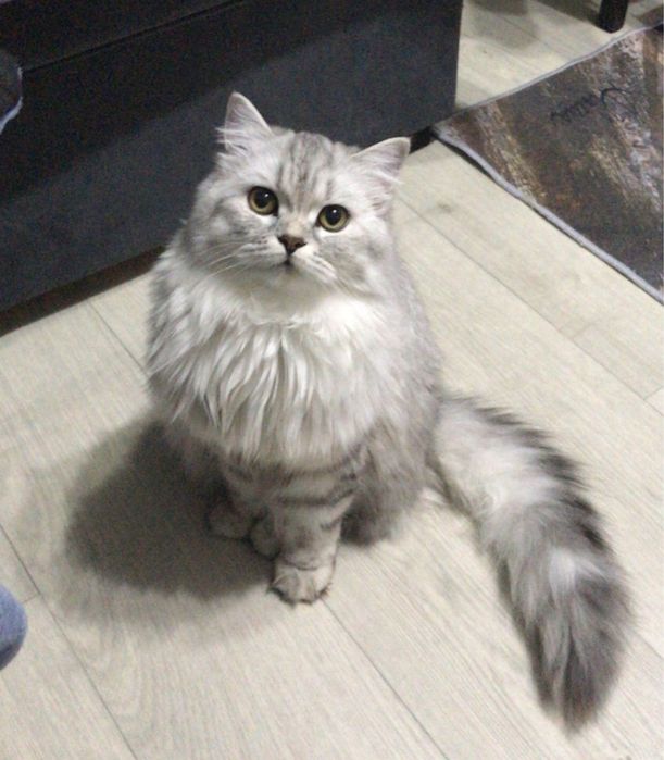 Продам шотландских  кошек