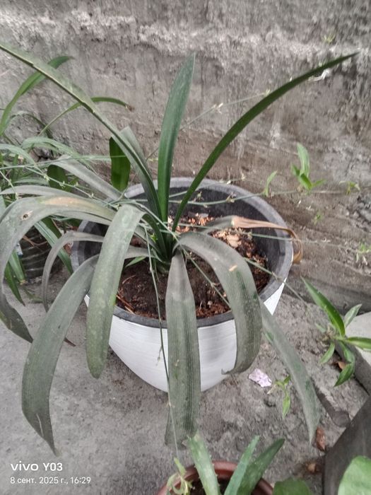 Комнатные цветы разные