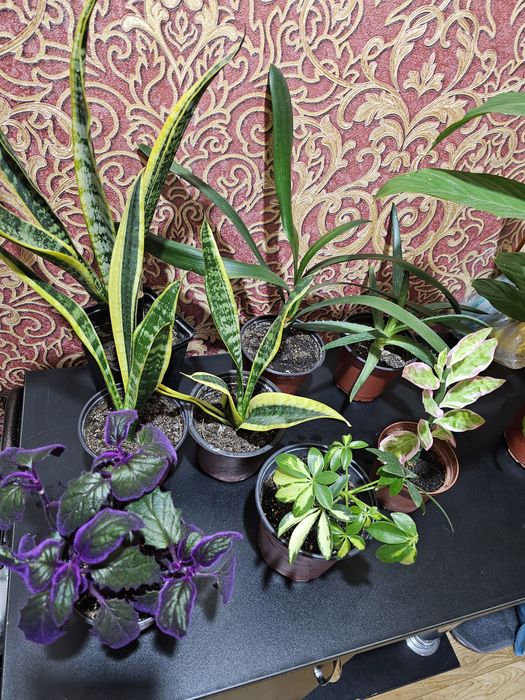 Комнатные цветы.Долларовое дерево.