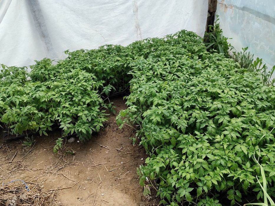 Vând răsad de roșii