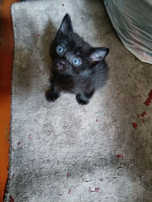 Отдам котёнка в хорошие руки