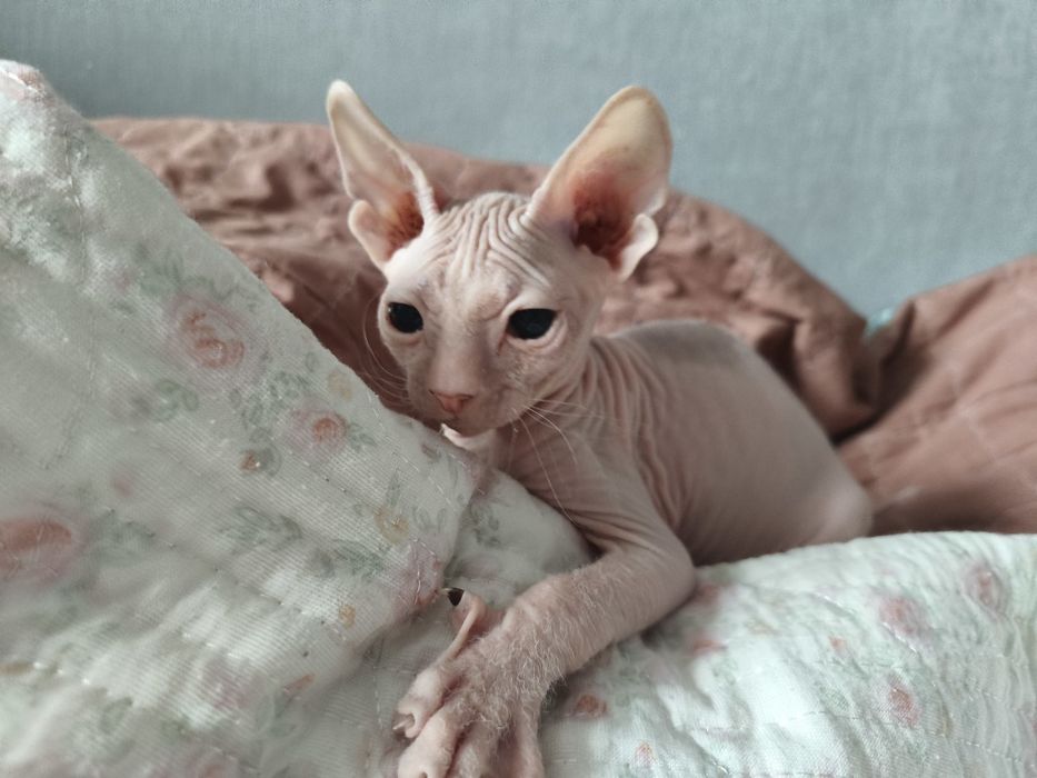 Мальчик донского сфинкса