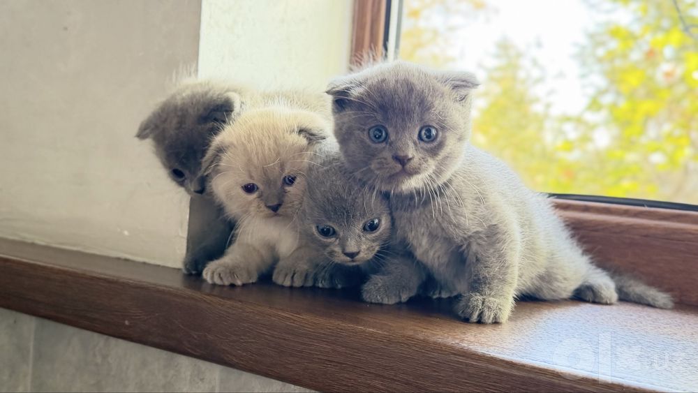Вислоухие котята Скотиш фолд