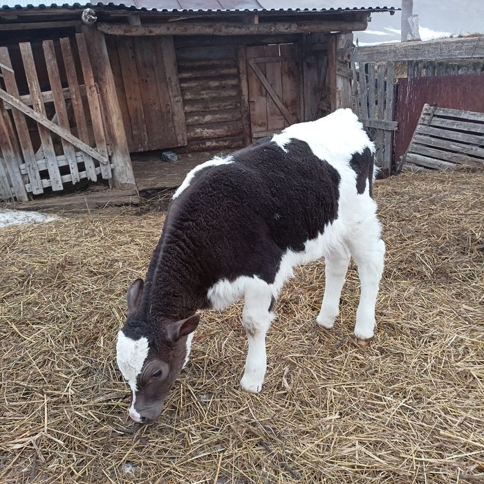 Продам телят, две телочки, договоримся