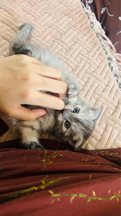 Кошка             .