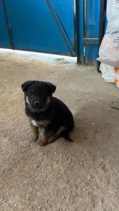 Немецкая овчарка щенок девочка