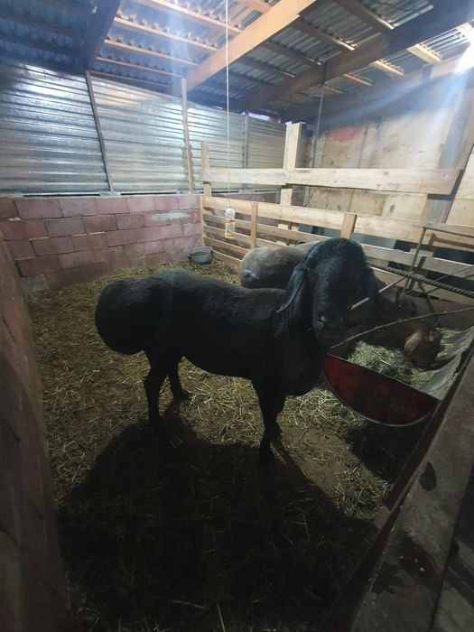 Продам  кочкаров арашан