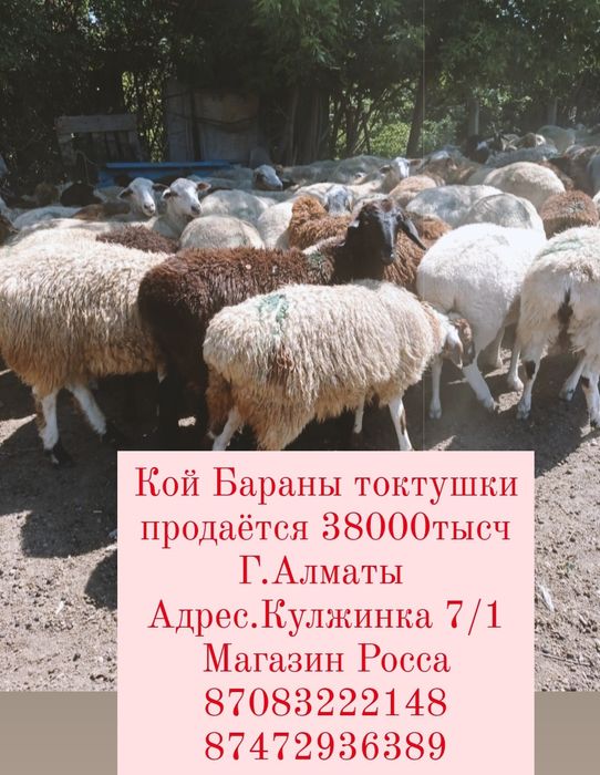Кой Бараны токтушки продаётся 38000тысч Г.Алматы Доставка бесплатно ре