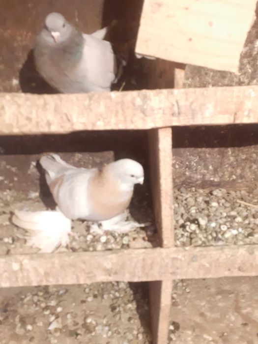 Продам бойных голубей