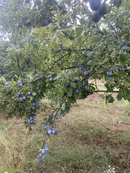 prune altoite soiul centenar, stanley si anaspet
