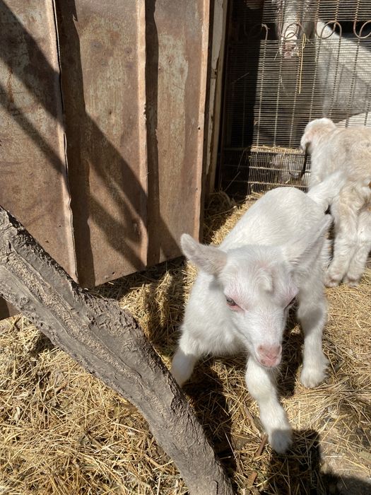 Заанен лақтар сатылады