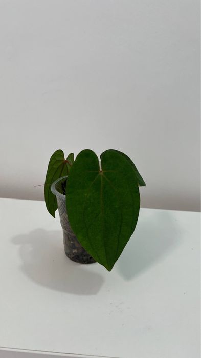 anthurium RVDP x RVDP var