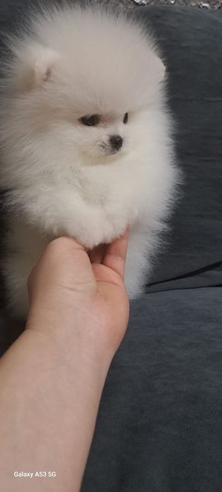 Шпицы мальчики готовы к переезду