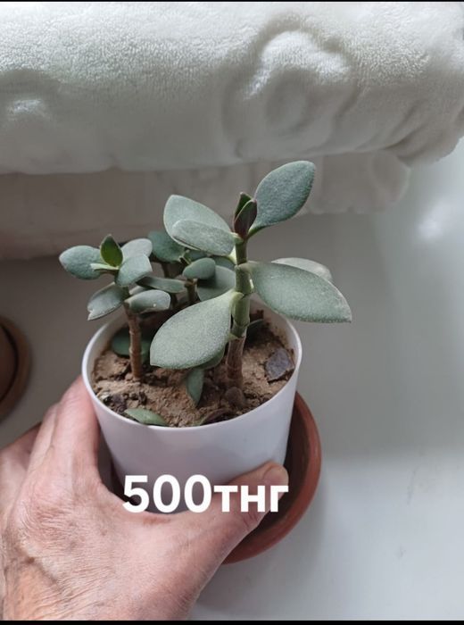 Комнотныйе цветы толстяньки