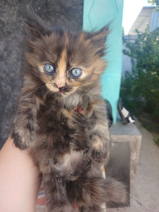 Котята бесплатно