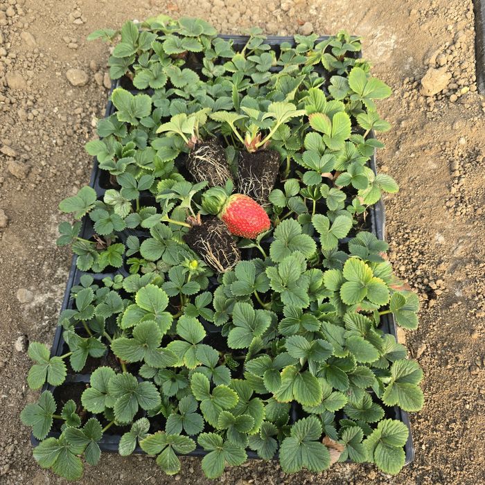 Разсад целогодишни ягоди