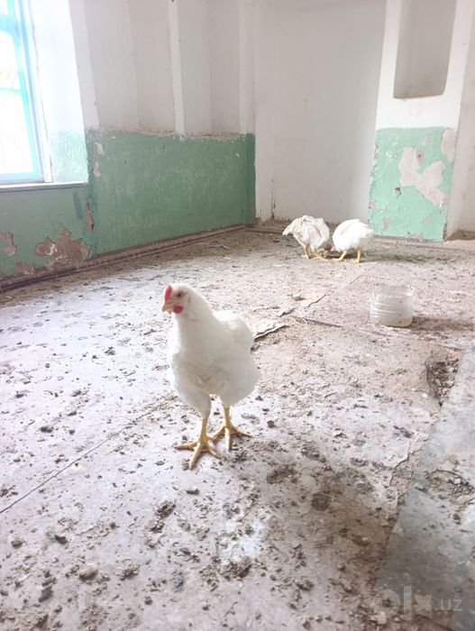 Домашние Бройлеры