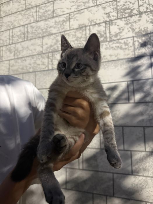 Котенок в добрые руки