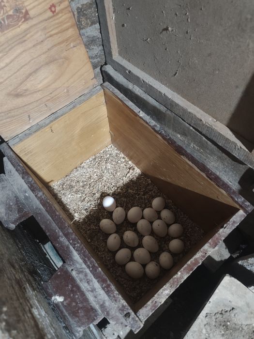 Оплодени яйца от бял легхорн