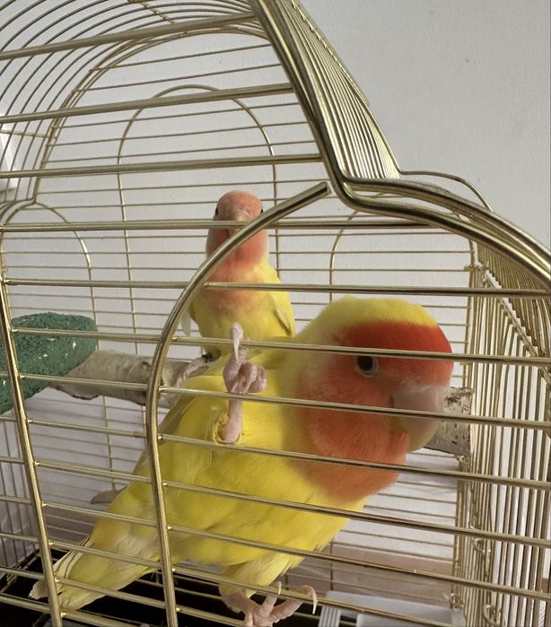 Продам пару попугаев неразлучников с клеткой