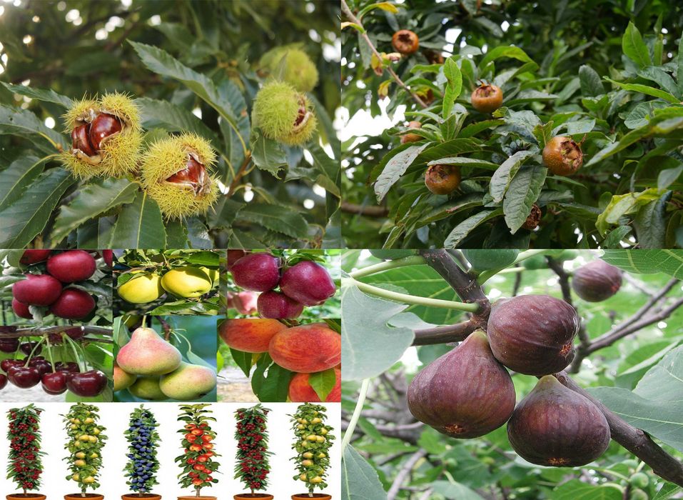 Pomi columnari de 2 ani Cires Nectarin Visin Par Mar Piersic Cais Prun