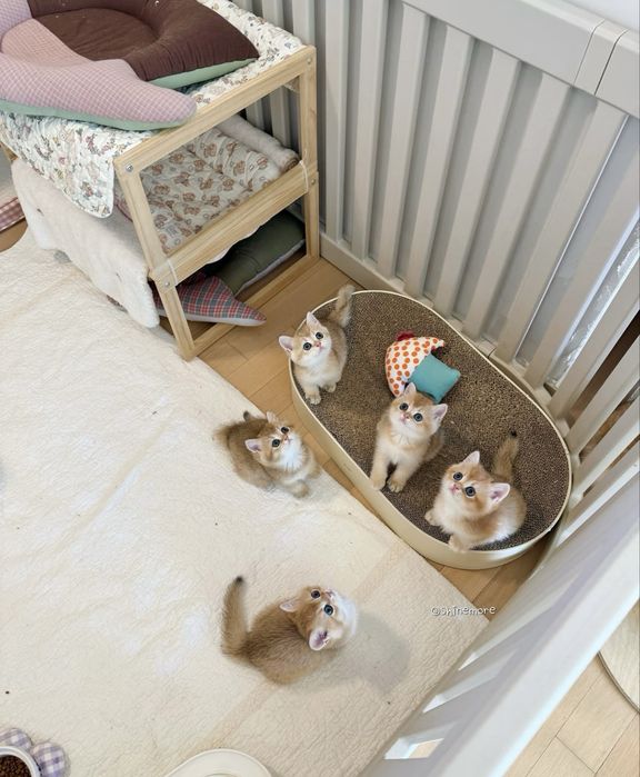 Золотые котята окрас шиншилла