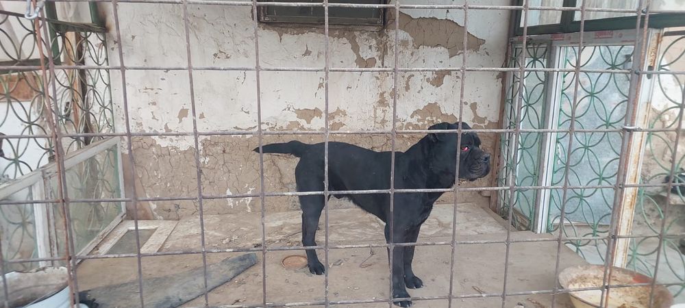 Итальянская собака Кане Корсо