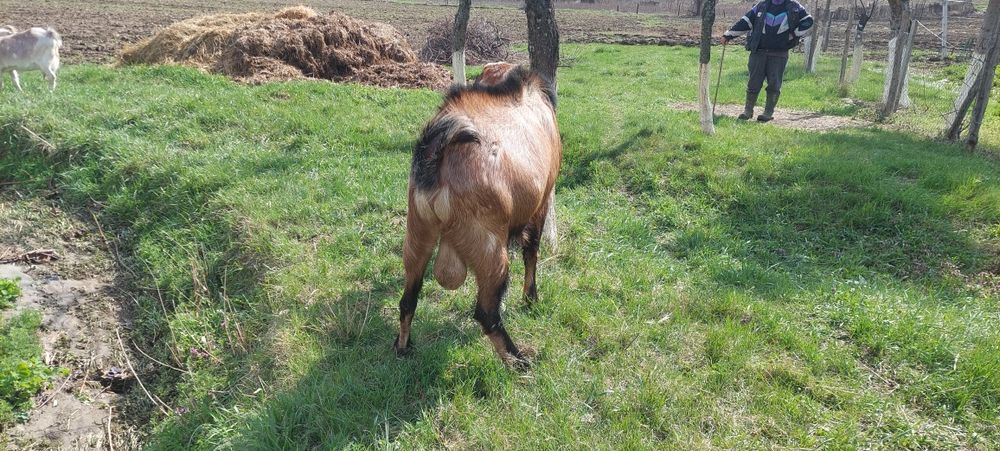 Vând Țap Anglonubian