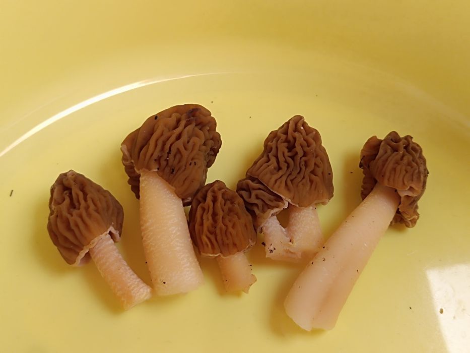 Zbârciogi proaspete sau deshidratate