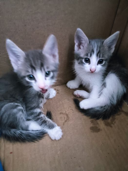 Отдам в хорошие руки