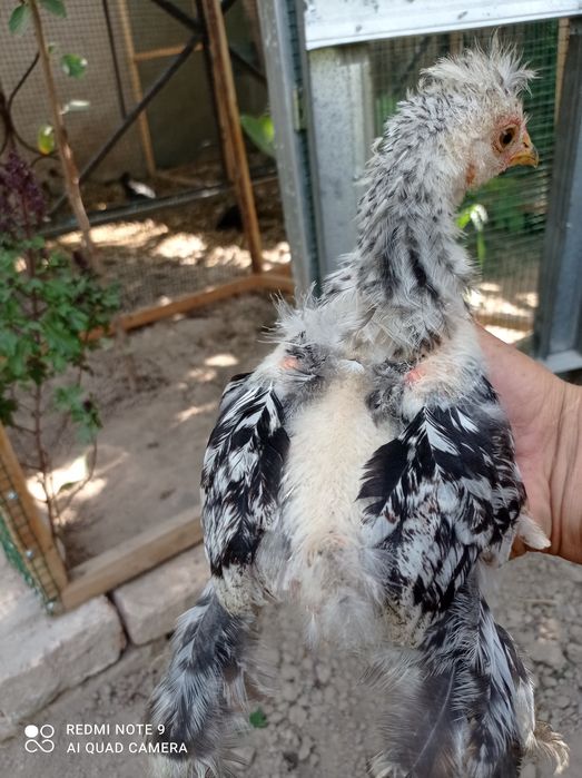 Брама жужалари сотилади.