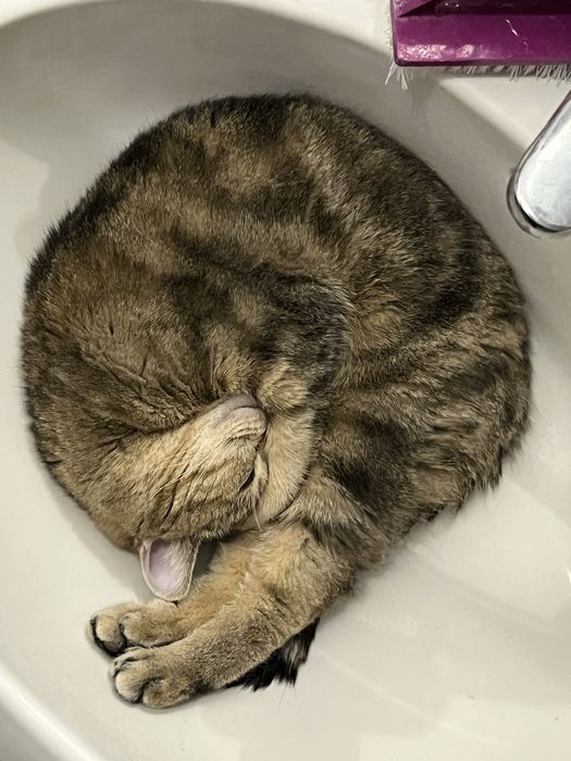 Кот ищет подругу, вязка