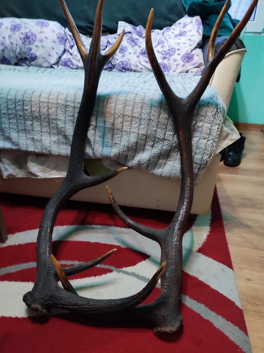 Coarne de cerb 96 cm