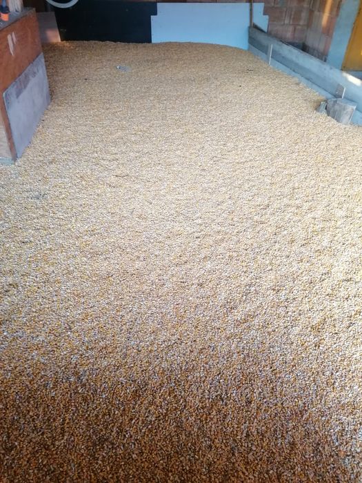 Porumb boabe. Recoltat 2025