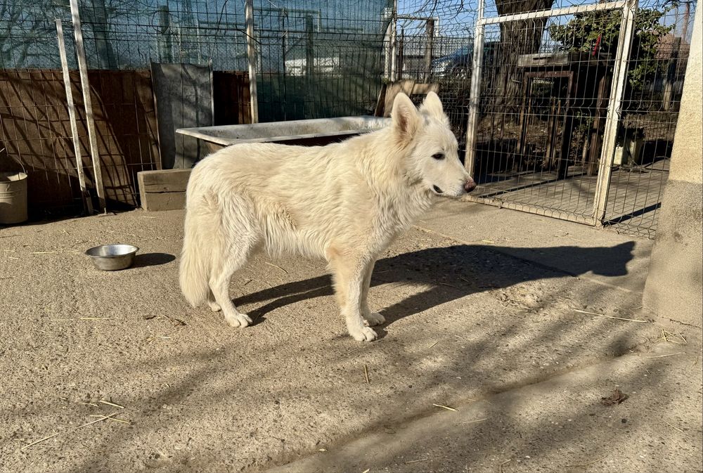 Mascul Ciobanesc Alb Elvetian cu Pedigree