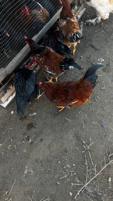 Xo'roz sotiladi domashniy