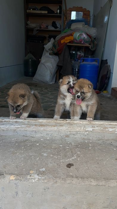 Продам щенка акиты ину