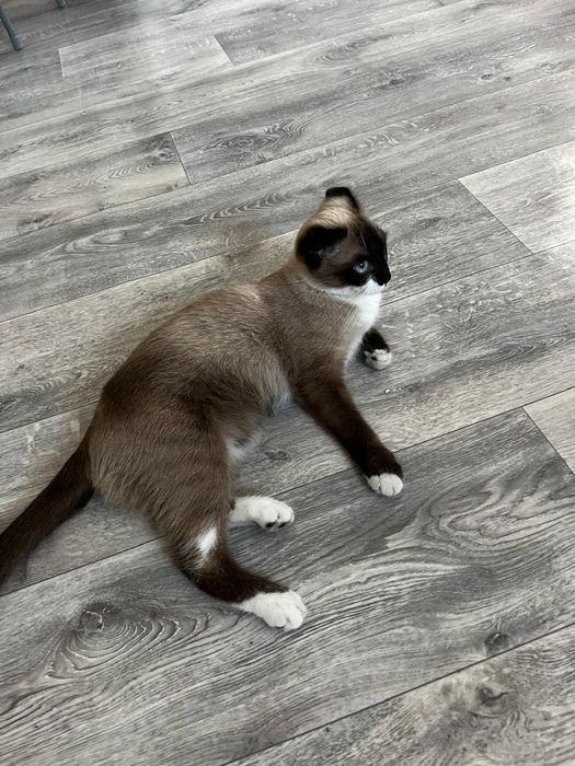 Отдам в хорошую кошку