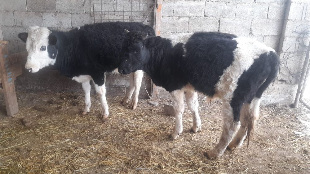 Екі бука сатылады