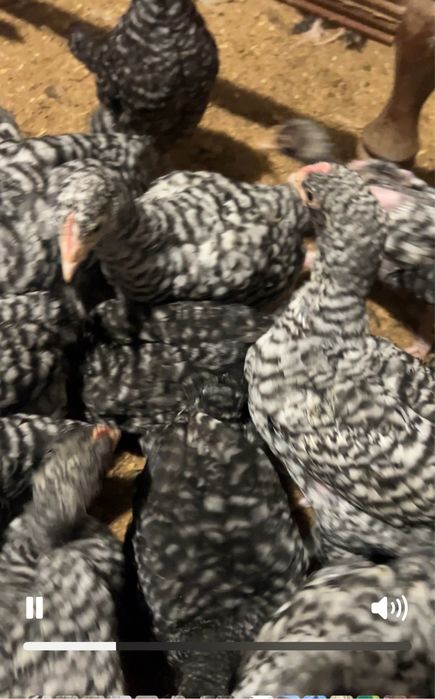 Курочки молодые (цыплята)