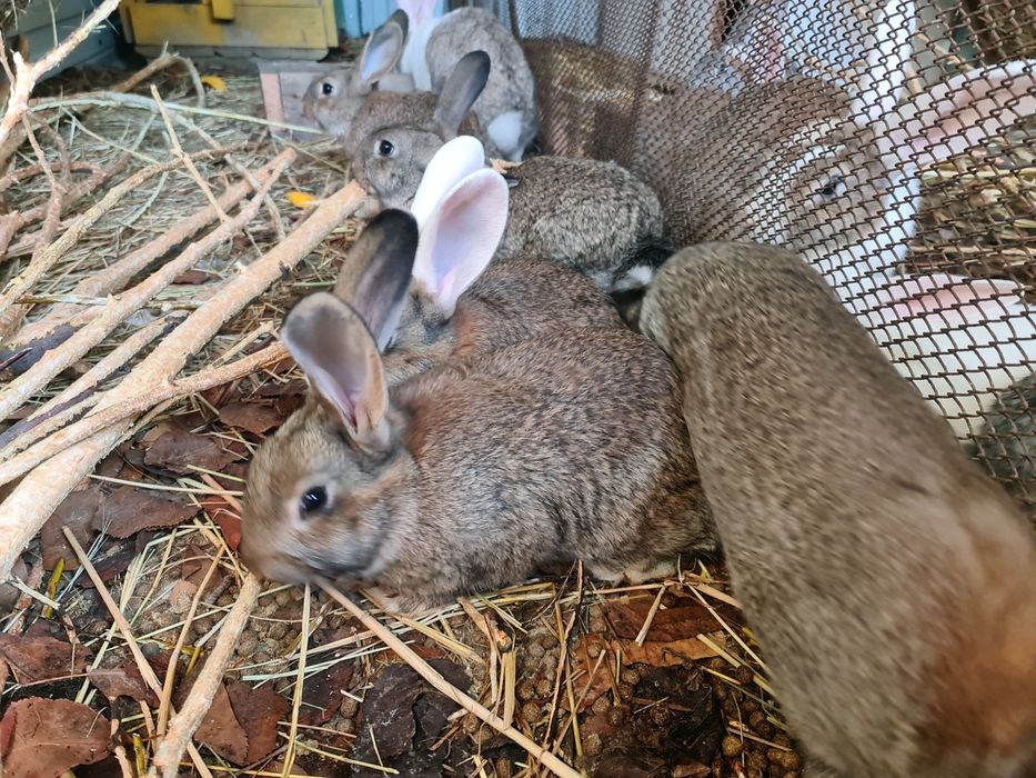 Кролики 2,5 месяца