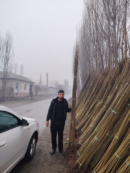 Terak koʻchatlari cheklanmagan miqdorda