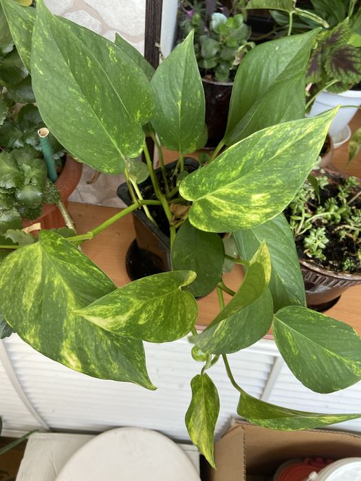 Продам вьющийся сортовой сциндапсус