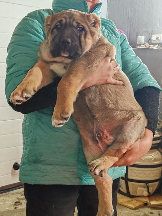 Щенок алабая крупный