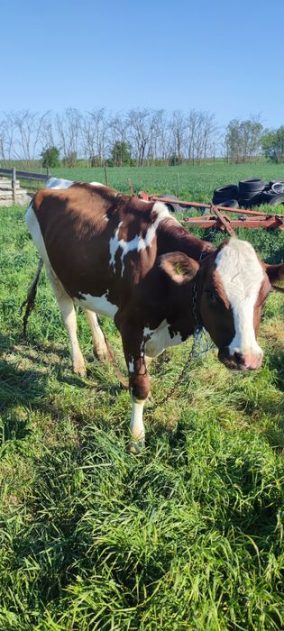 Vaca  hostain de vanzare