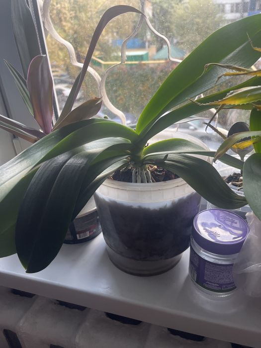 Орхидея. Из дома.