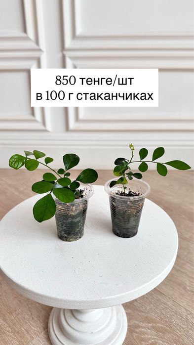 Мурайя (муррайя, японский жасмин)